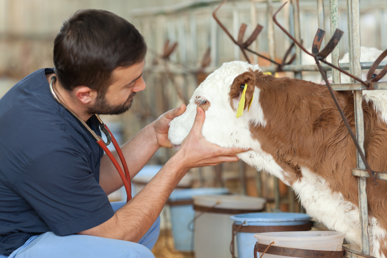 Animal Nutrition Solutions: Fueling Health, Growth & Performance